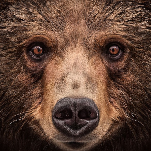 Ein Grizzlybär schaut in die Kamera