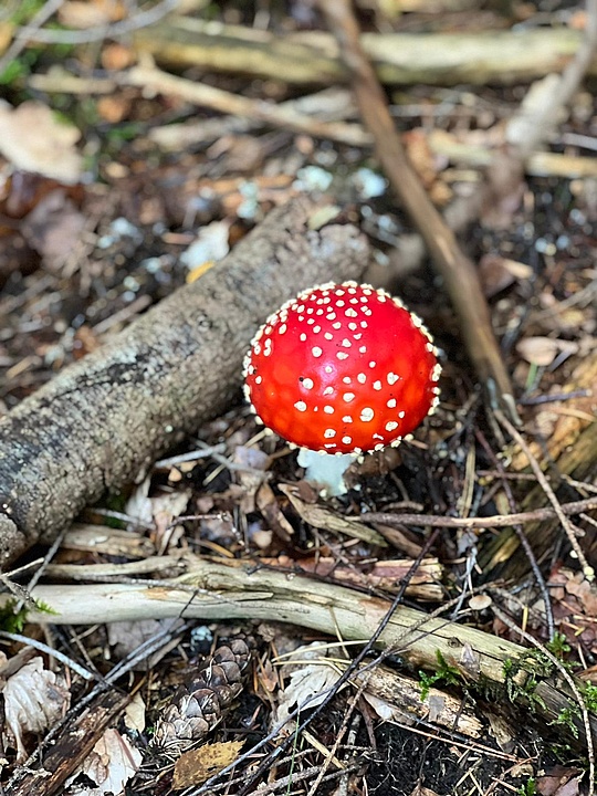 pilz_im_wald