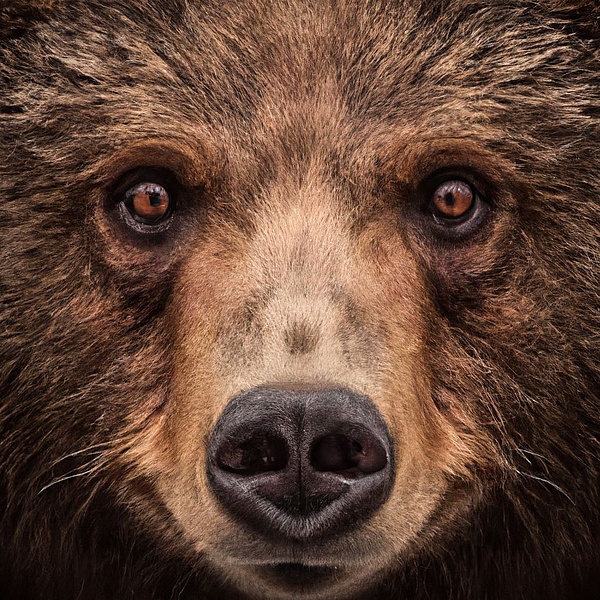 Ein Grizzlybär schaut in die Kamera