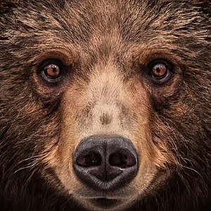 Ein Grizzlybär schaut in die Kamera